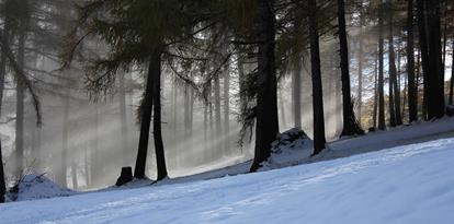 Der Wald im Winter